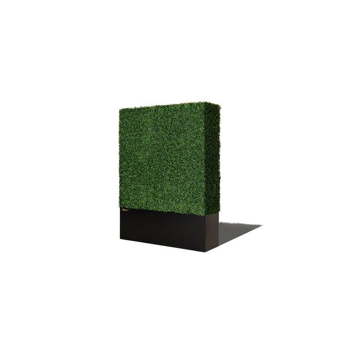 Rental store for boxwood 4 foot x64 inch in Portland Oregon