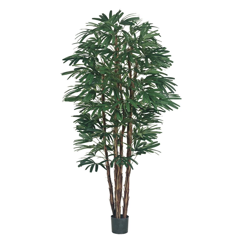 Rental store for 7 foot rhapis tree in Portland Oregon