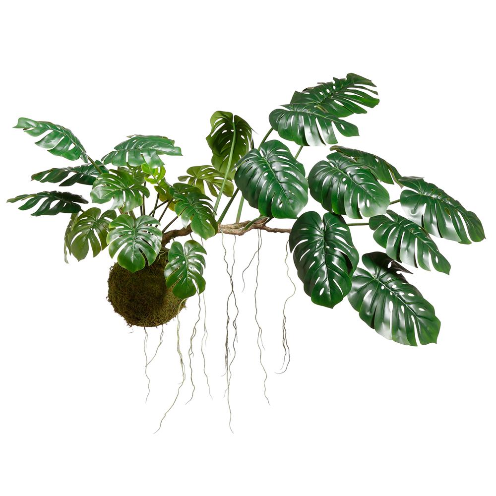 Rental store for 35 inch hanging monstera kokedama in Portland Oregon