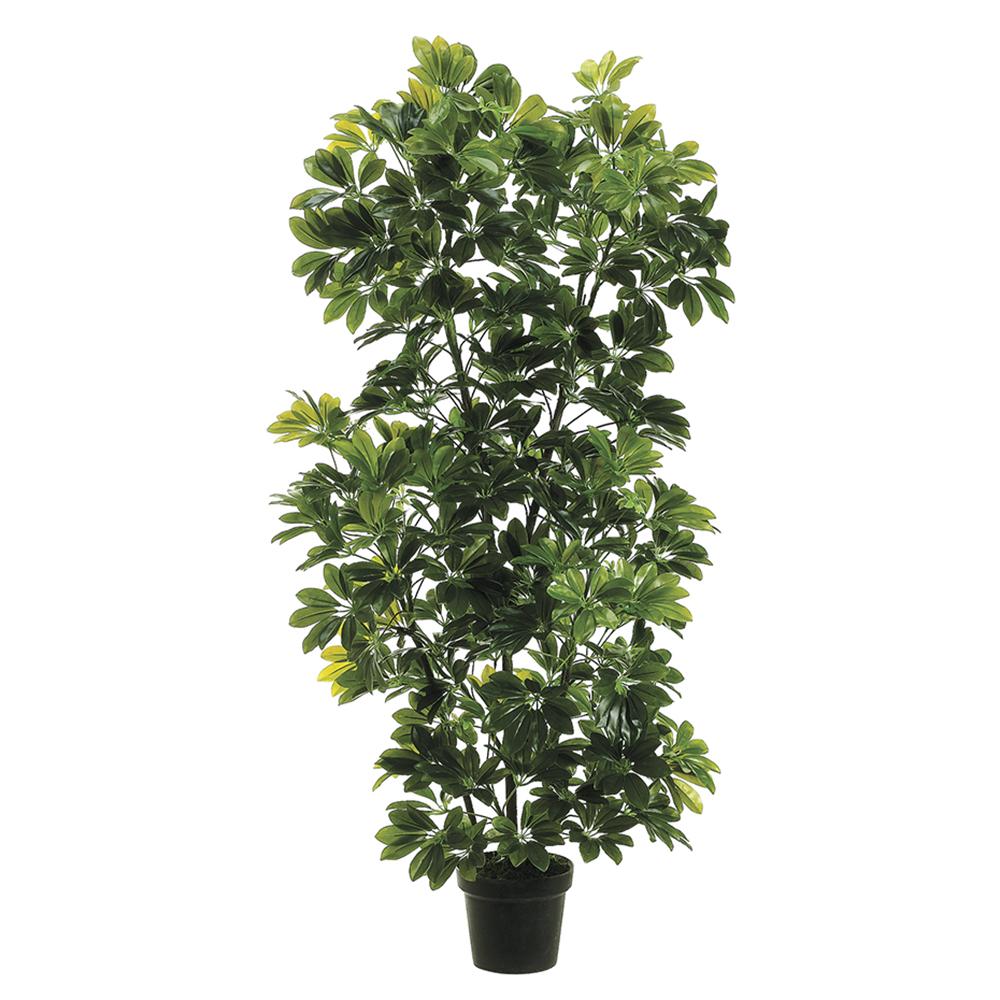 Rental store for 4 6 foot eva schefflera plant in Portland Oregon