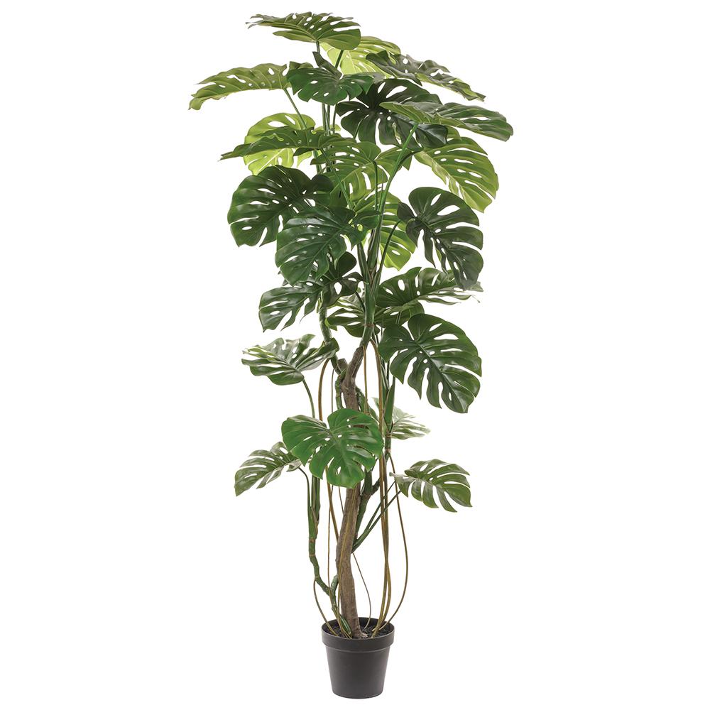 Rental store for 7 foot monstera plant in Portland Oregon