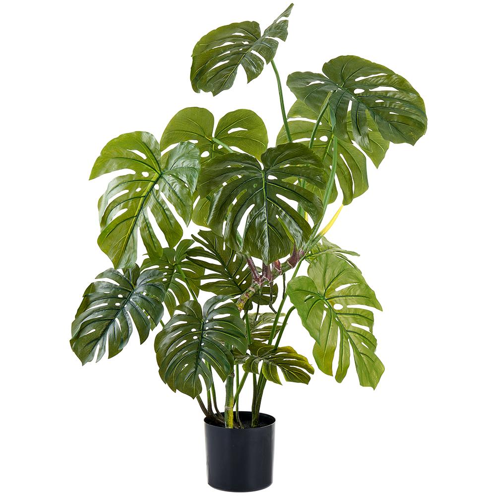 Rental store for 4 foot monstera plant in Portland Oregon